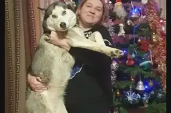 Собаки потеряшки, Краснодар, фото: Потеряшка хаски на Яблоновке, вознаграждение за возврат