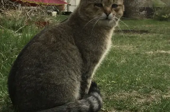 Пропала кошка в Трифоново, Алишевское сельское поселение