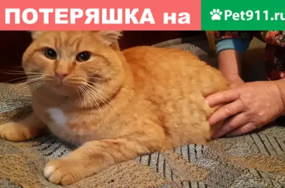 Кот ищет новых хозяев на Мельковской, 12А, Екатеринбург