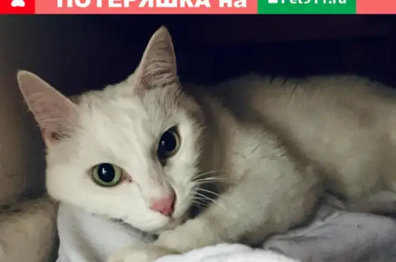 Найден кот на ул. Чайковского, Сочи