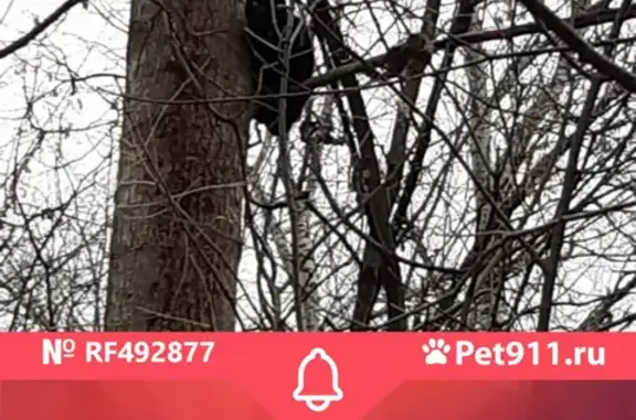 Найдена чёрная кошка с белой звёздочкой в Крылатском лесу