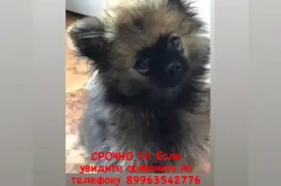 Пропала собака Буллет на ул. Демидова, Иваново