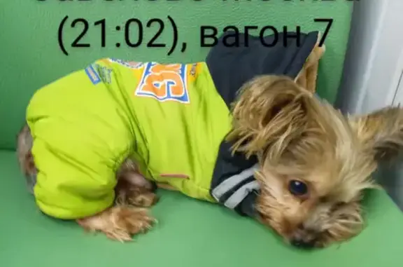 Найдена собака, Москва, фото: Найдена собака йорк на Савеловском вокзале