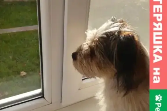 Собаки потеряшки, Калининград, фото: Потеряшка собака Гриша на Московском проспекте