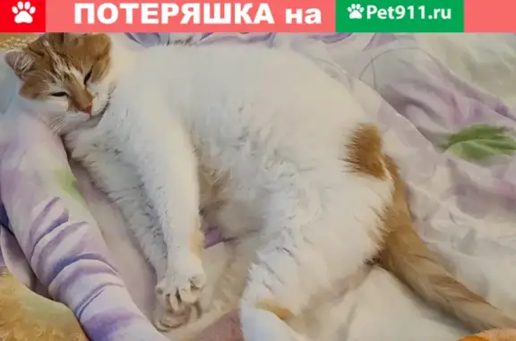 Кошки потеряшки, Санкт-Петербург, фото: Потеряшка кошка Буся на улице Джона Рида, 4 к1, СПб