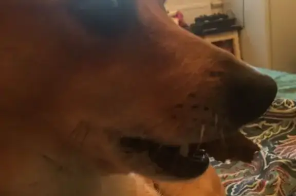 Собаки потеряшки, Санкт-Петербург, фото: Потеряшка собака на Заставской улице, СПб