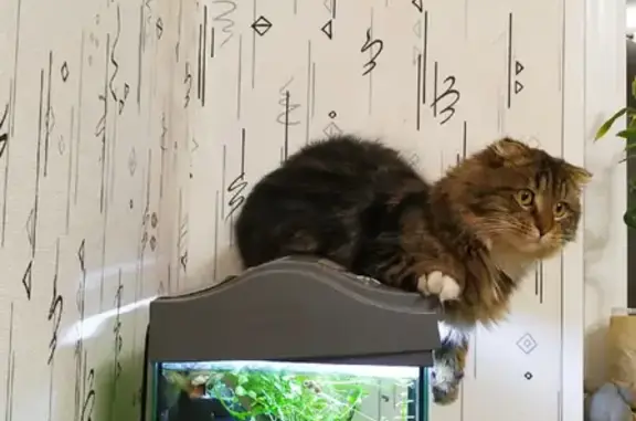 Собаки потеряшки, Москва, фото: Потеряшка собака на ул. Героев Панфиловцев, 16 к1 в Москве