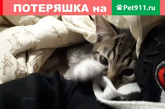 Кошки потеряшки, Новосибирск, фото: Потеряшка кошка Грейс на Степной улице, Новосибирск