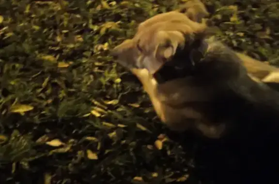 Найдена домашняя собака на ул. Краснодонская