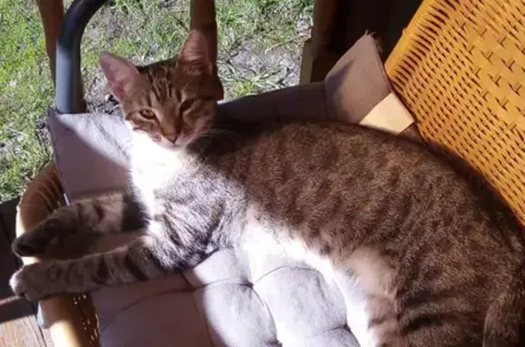 Кошки потеряшки, Санкт-Петербург, фото: Потеряшка бенгальская кошка на пр. Художников, 23 к1, СПб