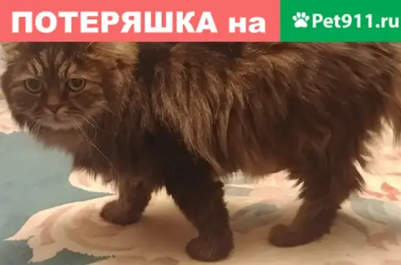 Кошка найдена на Рублёвском шоссе, Москва