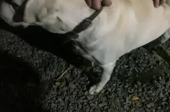 Собака найдена в Ленинском районе, Ростов-на-Дону