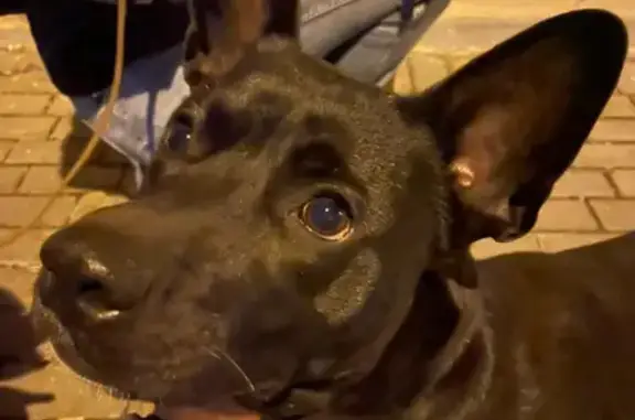 Найдена собака на Яузском бульваре