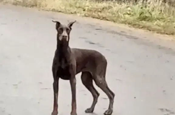 Собака найдена в Чапаевке, Калужская область