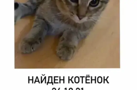 Кошка и котенок с переломами на ул. Германа Титова, 48, Волгоград