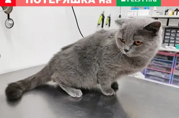 Найден кот на Новочерёмушкинской, 23 к4