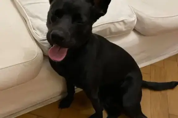 Найдена черная собака с ошейником на Яузском бульваре