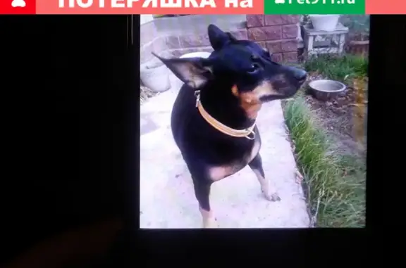 Найдена собака в Гоньбе на Молодёжной