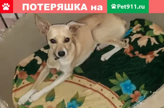 Собака найдена на ул. Сазонова, Омск.