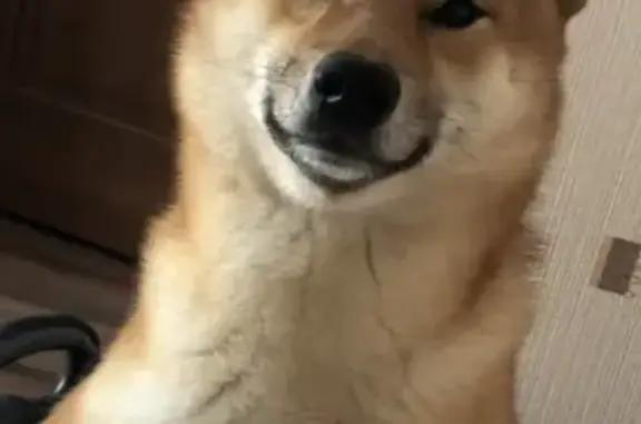 Собаки потеряшки, Краснодар, фото: Потеряшка пёс Рекс, ул. Лазарева 2, Краснодар.