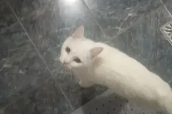 Потерялась белая кошка на Союзной, Тюмень