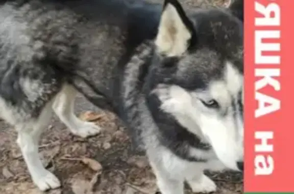 Найдена собака в Сходне на улице Санаторный тупик