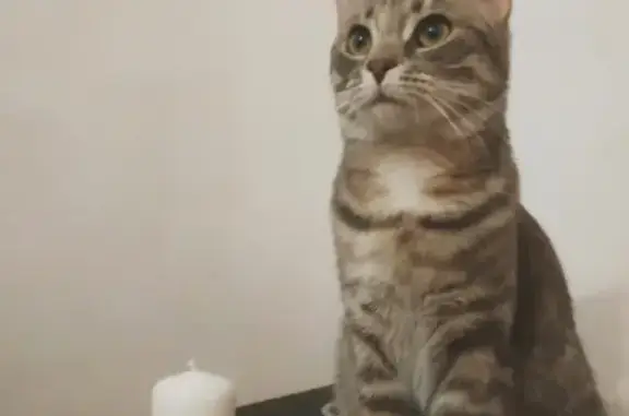 Кошки потеряшки, Санкт-Петербург, фото: Потеряшка кошка Василиса из Тучков переулка, СПб