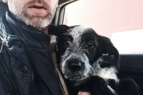 Найдена собака на улице Левитана, Калининград
