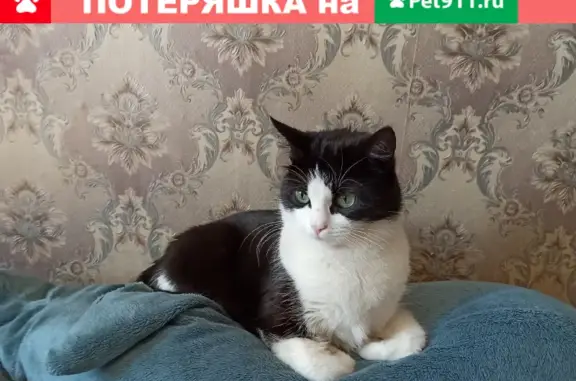 Кошки потеряшки, Санкт-Петербург, фото: Потеряшка кошка в Кировском районе СПб (д.10)