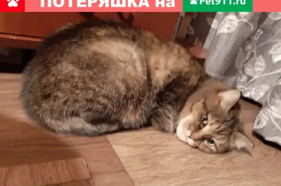 Пропала кошка Муська в д. Чапаево
