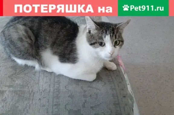 Найден домашний кот на пр. Туполева, 26