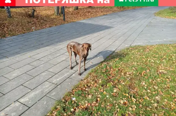 Собака на Советской ул. в Кокошкино.