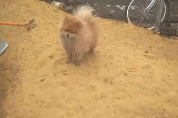 Пропала собака на Краснозоренской улице в Орле