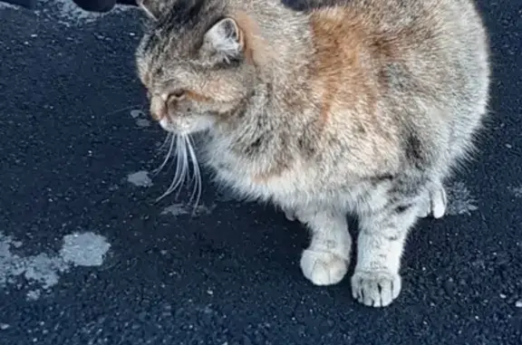 Найдена ласковая кошка на Авангардной улице, 26