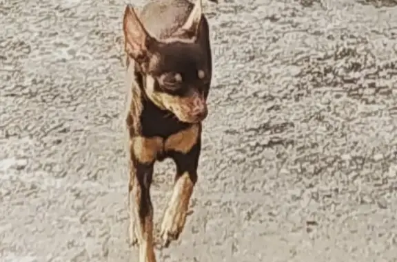 Пропала собака Дина в Бескудниково, вознаграждение 10000, тел. 89015918539