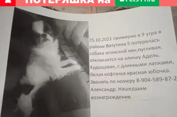 Пропала пугливая собачка на Октябрьской улице, Омск
