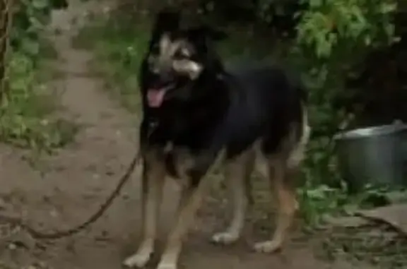 Пропала собака Атос в Томилино, Московская область