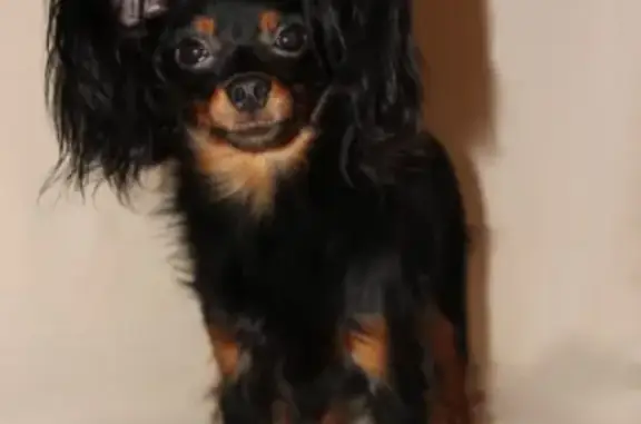 Собаки потеряшки, Санкт-Петербург, фото: Потеряшка собака в Выборгском районе, вознаграждение гарантирую!