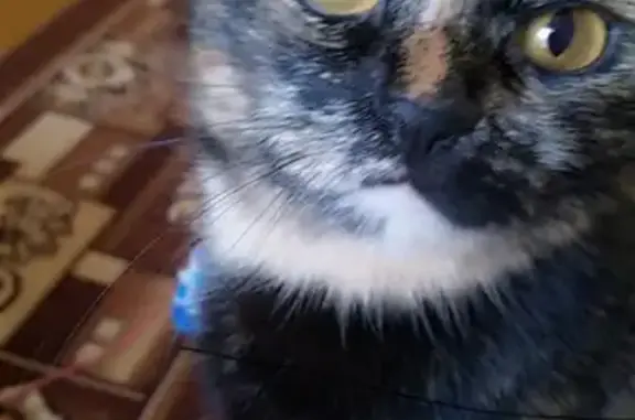 Кошки потеряшки, Тольятти, фото: Потеряшка кошка на улице 70 лет Октября, 25 в Тольятти