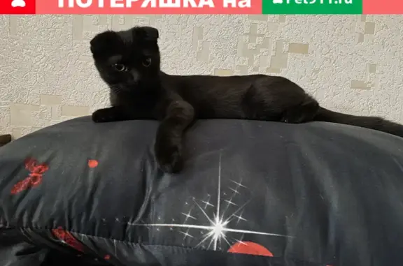 Пропала чёрная кошка на улице Ленина