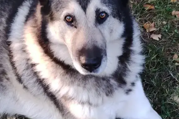 Пропала собака в СПб: серо-белый кобель лайки на Ториках