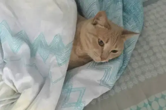 Кошки потеряшки, Новосибирск, фото: Потеряшка кошка на ул. Высоцкого 31-35