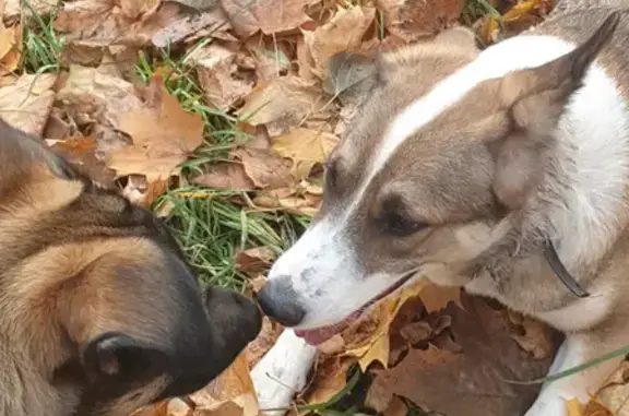 Найденные животные Москва, фото: Найдена умная собака на ул. Дмитрия Ульянова, 4 к2, Москва