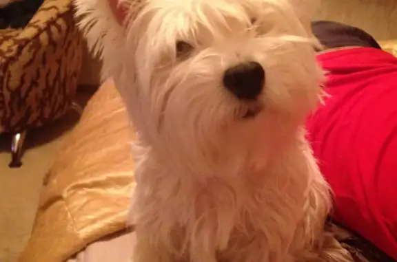 Собаки потеряшки, Тверь, фото: Потеряшка собака Аиша в Затверечье, Тверская область