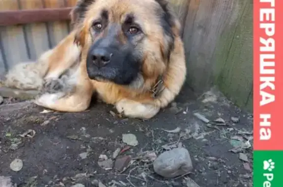 Найдена напуганная собака в Иркутске