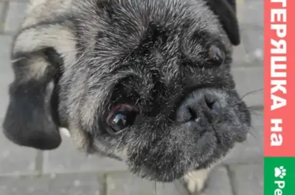 Собака Мопс найдена на Октябрьской улице в Красногорске