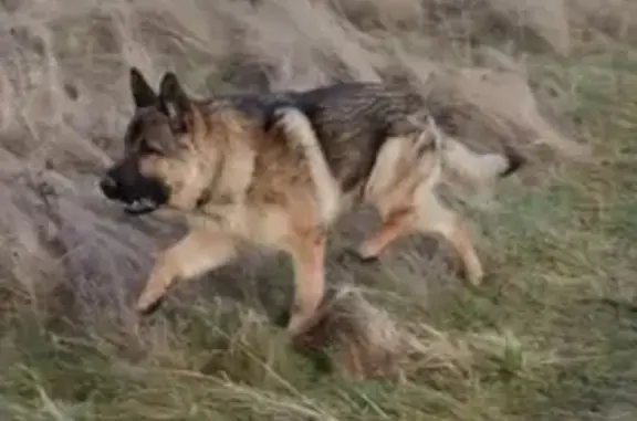 Собаки потеряшки, Калининград, фото: Потеряшка немецкая овчарка возле аэродрома Девау, тел. 8 952 058 2069