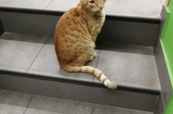 Найден домашний котик на Варшавской, СПб, м. Московская