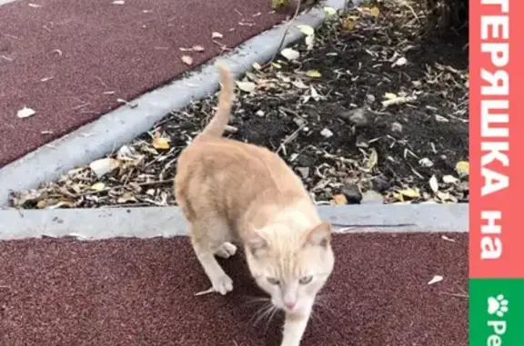Найден рыжий кот в Западном Дегунино
