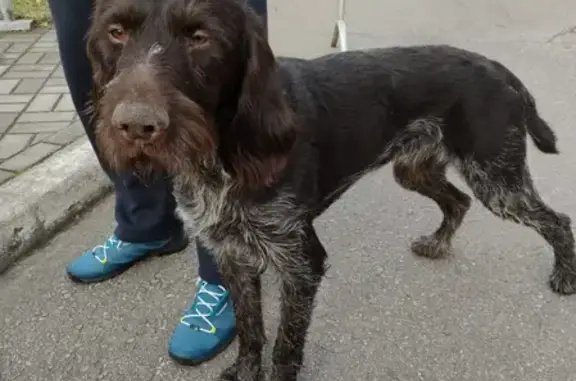 Найдена собака, Москва, фото: Найден кобель в Измайлово, контакты внутри